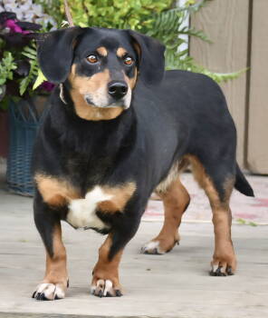 Rescue Basset Hound and Dachshund Dogs for Adoption in Franklin, Tennessee - BUDDY | PetCurious