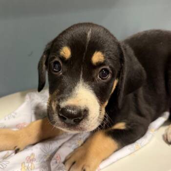 Mandarin -  Mixed Breed Dog for Adoption in Chattanooga, Tennessee - Mandarin | PetCurious