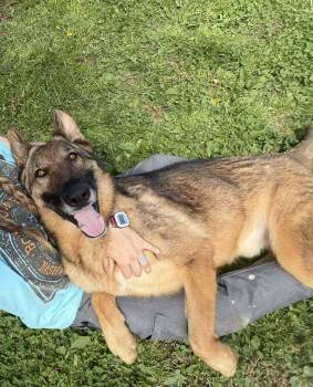German Shepherd Dog and Belgian Shepherd Malinois Dogs Available for Adoption in Shiloh, Illinois - Blinky So Il | PetCurious
