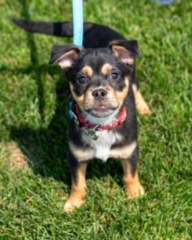 Havarti -  Miniature Pinscher and Mixed Breed Dog for Adoption in Pequot Lakes, Minnesota - Havarti | PetCurious