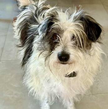 Sweet Pea -  Miniature Schnauzer and Mixed Breed Dog for Adoption in Mead, Colorado - Sweet Pea | PetCurious