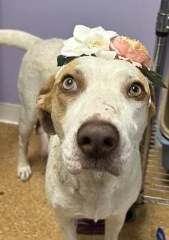 Labrador Retriever and Mixed Breed Dogs Available for Adoption in San Antonio, Texas - Maraca | PetCurious
