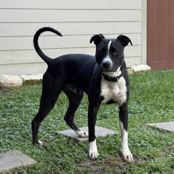 Bruno -  Mixed Breed Dog for Adoption in Houston, Texas - Bruno | PetCurious