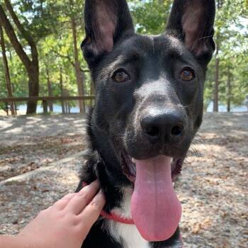Husky Dogs Available for Adoption in Roanoke, Virginia - Taziki "Taz" | PetCurious