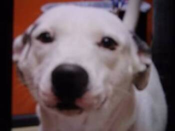 Rescue Labrador Retriever Dogs for Adoption in Princeton, West Virginia - Yetti | PetCurious