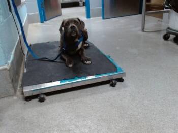 Pit Bull Terrier and Mixed Breed Dogs Available for Adoption in Albuquerque, New Mexico - ROADIE | PetCurious