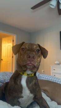 Arty -  Mixed Breed Dog for Adoption in Shelburne, Vermont - Arty | PetCurious