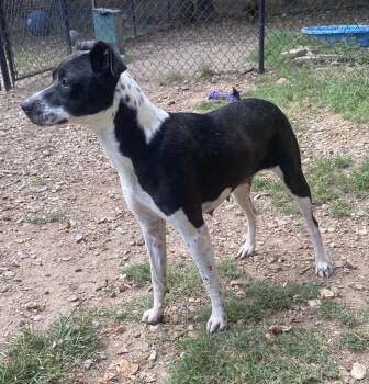 Rescue Labrador Retriever Dogs for Adoption in Little Rock, Arkansas - Tina | PetCurious