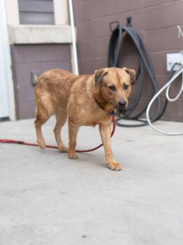 Hugo-Adopted -  Mixed Breed Dog for Adoption in Chamblee, Georgia - Hugo-Adopted | PetCurious