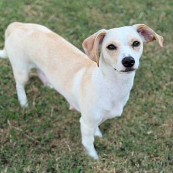 Tiny Dancer -  Chihuahua and Dachshund Dog for Adoption in Brownsboro, Alabama - Tiny Dancer | PetCurious