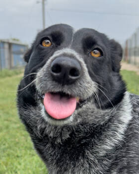 Rescue Mixed Breed Dogs for Adoption in Leander, Texas - Zinger | PetCurious