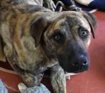 German Shepherd Dog Dogs Available for Adoption in Thief River Falls, Minnesota - Tig | PetCurious
