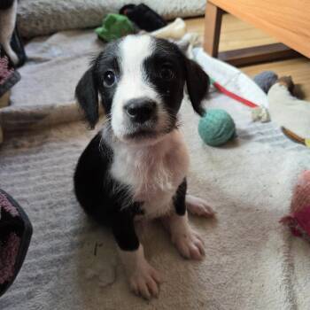 Rose -  Poodle Dog for Adoption in Elmwood Park, Wisconsin - Rose | PetCurious