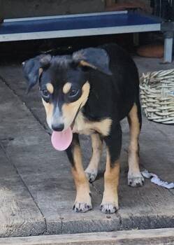Xena -  Terrier Dog for Adoption - Xena | PetCurious