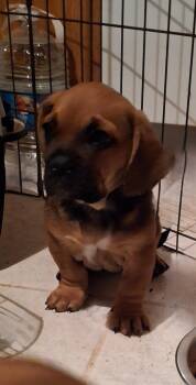 Rescue French Bulldog and Basset Hound Dogs for Adoption in Cottonwood, California - WILLOW | PetCurious