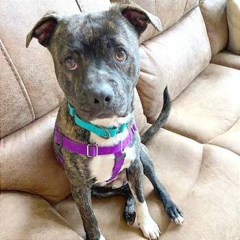Sammy -  Mixed Breed Dog for Adoption in Hendersonville, North Carolina - Sammy | PetCurious