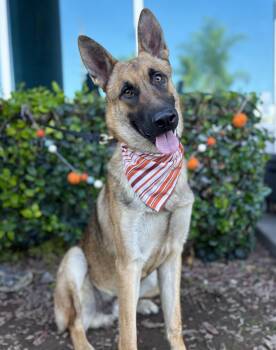 Rescue German Shepherd Dog Dogs for Adoption in South El Monte, California - Julian | PetCurious