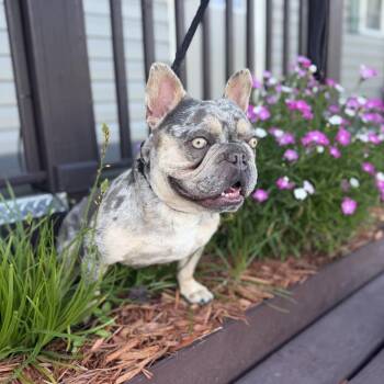 French Bulldog Dogs Available for Adoption in Indiantown, Florida - Gwennie 606 | PetCurious
