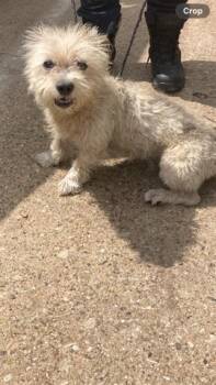 KIRK -  Mixed Breed Dog Available for Adoption in Dallas, Texas - KIRK | PetCurious