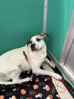Jemma -  Pit Bull Terrier and Mixed Breed Dog for Adoption in Pequot Lakes, Minnesota - Jemma | PetCurious