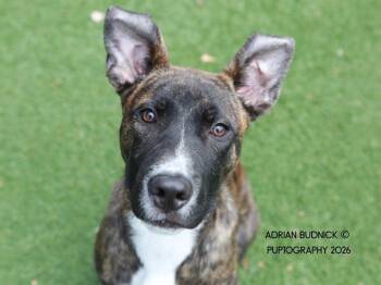 Mixed Breed Dogs Available for Adoption in Nashville, Tennessee - Marco | PetCurious
