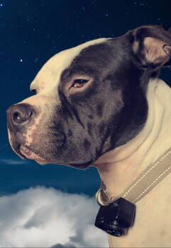 Rescue American Staffordshire Terrier Dogs for Adoption in Berkeley Springs, West Virginia - Cicero | PetCurious