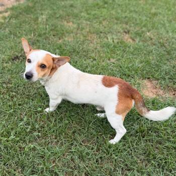 Mudbug -  Rat Terrier and Terrier Dog for Adoption in Carencro, Louisiana - Mudbug | PetCurious
