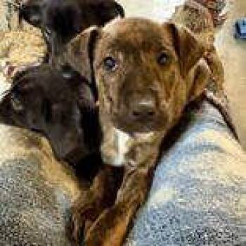 Mixed Breed Dogs Available for Adoption - Chillito | PetCurious