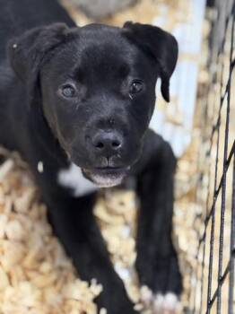 Labrador Retriever Dogs Available for Adoption - Thor | PetCurious