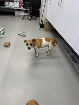 Mixed Breed Dogs Available for Adoption in West Chester, Pennsylvania - Tiny | PetCurious