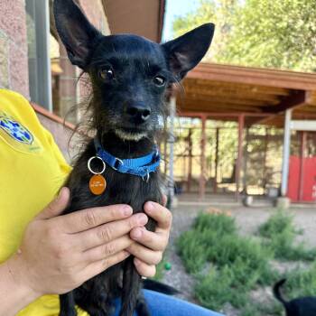 Robby -  Chihuahua and Mixed Breed Dog for Adoption in Glenwood Springs, Colorado - Robby | PetCurious