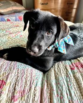 Blizzard -  Black Labrador Retriever Dog for Adoption in Crystal Lake, Illinois - Blizzard | PetCurious