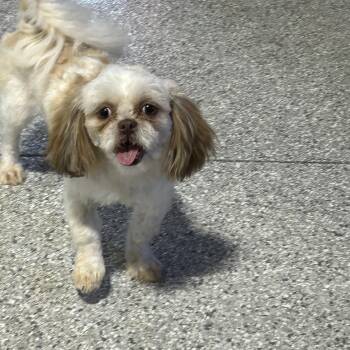 Sammy. 8.2 lbs -  Shih Tzu Dog for Adoption in Antwerp, Ohio - Sammy. 8.2 Lbs | PetCurious