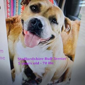 Rescue Staffordshire Bull Terrier Dogs for Adoption in Sarasota, Florida - LuLu | PetCurious