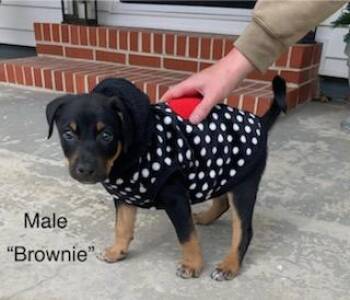 Australian Cattle Dog Blue Heeler and Coonhound Dogs Available for Adoption - Brownie | PetCurious
