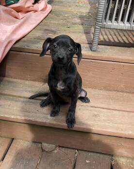 Chihuahua Dogs Available for Adoption in Kannapolis, North Carolina - Bailey | PetCurious