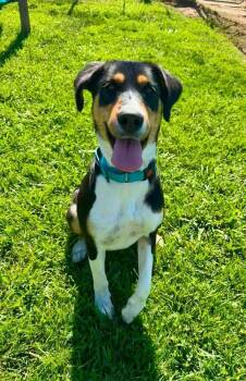 Laney -  Hound Dog for Adoption in Middletown, Connecticut - Laney | PetCurious
