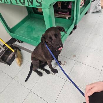 Lumira -  Mixed Breed Dog for Adoption in Philadelphia, Pennsylvania - Lumira | PetCurious