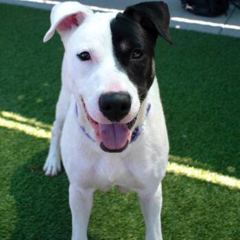 Marble -  Pit Bull Terrier Dog for Adoption in Los Angeles, California - Marble | PetCurious