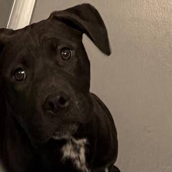 Terrier Dogs Available for Adoption in Des Moines, Iowa - Venezuela | PetCurious