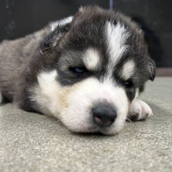 Yash -  Husky and Mixed Breed Dog for Adoption in Long Beach, California - Yash | PetCurious