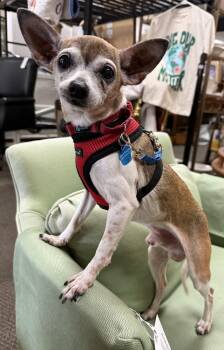 Chihuahua Dogs Available for Adoption - Oliver | PetCurious