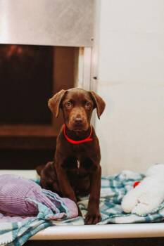 Labrador Retriever and Mixed Breed Dogs Available for Adoption in North Charleston, South Carolina - 91300a Reeses | PetCurious