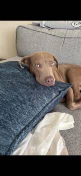 Howdy -  Pit Bull Terrier and Mixed Breed Dog for Adoption - Howdy | PetCurious