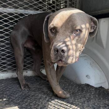 Pugsly -  Cane Corso Dog for Adoption in Edinburg, Texas - Pugsly | PetCurious