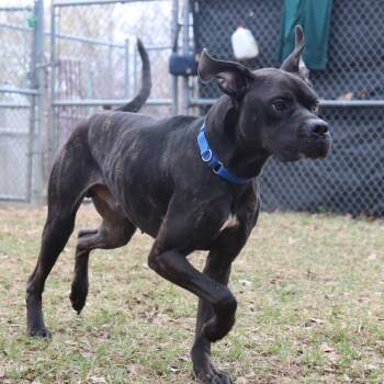 Rescue Boxer and Mixed Breed Dogs for Adoption in Springfield, Illinois - Draco | PetCurious