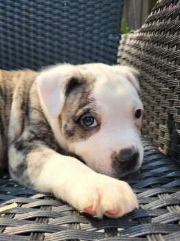 Edgar Allan Poe -  Pit Bull Terrier Dog for Adoption in Pottstown, Pennsylvania - Edgar Allan Poe | PetCurious