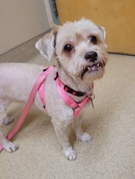 Rescue Maltipoo Dogs for Adoption in Wayne, New Jersey - Jojo | PetCurious