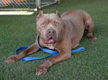 Rescue American Bulldog Dogs for Adoption in Doral, Florida - ROSE | PetCurious