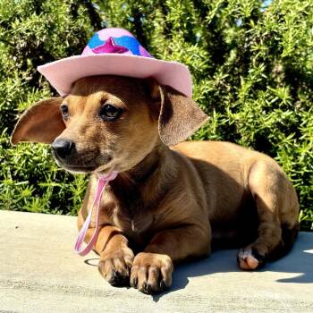 Mixed Breed Dogs Available for Adoption in San Francisco, California - Bunny | PetCurious